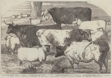 Prize Cattle from the Exhibition of the Royal Agricultural Society at Lincoln
